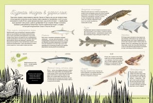 Муми-тролли на рыбалке фото книги 8