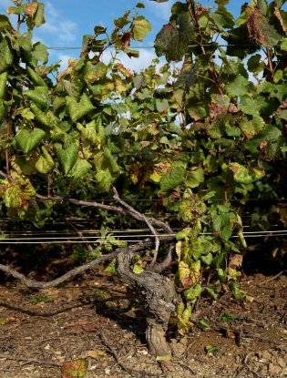 Шампанское: 8000 вкусов и ароматов фото книги 19