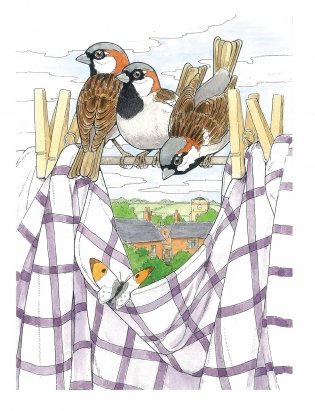 Creative Haven Glorious Songbirds Coloring Book фото книги 3