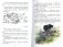 Рассказы про птиц и зверей фото книги маленькое 4