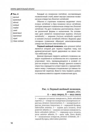 Анатомия человека. Компактный атлас-раскраска фото книги 11
