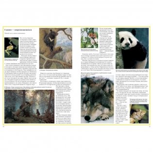 Загадки животного мира фото книги 2