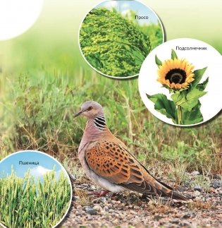 Птица года Беларуси. Обыкновенная горлица фото книги 5