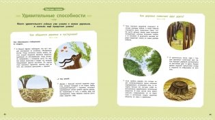 Деревья и кустарники фото книги 5