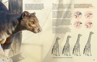 Огромная энциклопедия животных мира фото книги 7