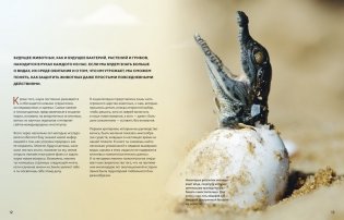 Огромная энциклопедия животных мира фото книги 4