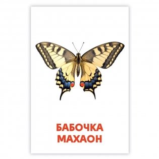 Развивающие карточки. Насекомые фото книги 4