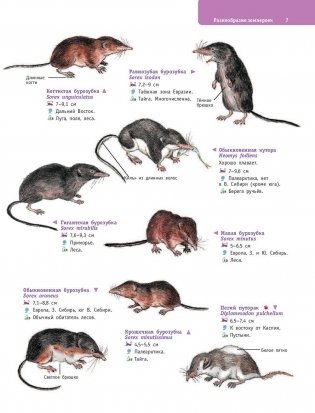Большой определитель птиц, зверей, насекомых и растений России фото книги 8