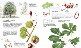 Софи в мире деревьев фото книги 4