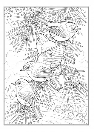 Creative Haven Glorious Songbirds Coloring Book фото книги 10