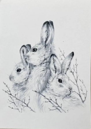 Открытка "Иду по тайге. Зайцы" фото книги