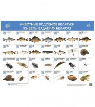 Животные водоёмов Беларуси. Жывёлы вадаёмаў Беларусі (интерактивный плакат) фото книги